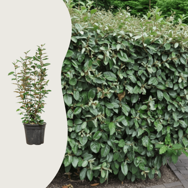 Elaeagnus ebbingei