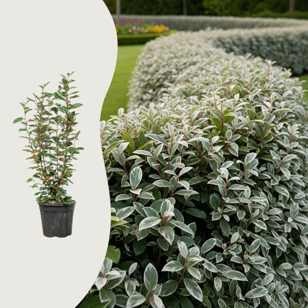 Elaeagnus ebbingei