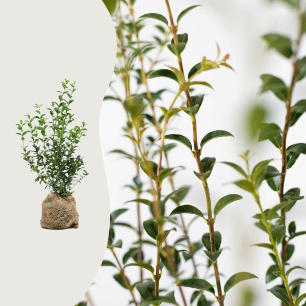Osmanthus burkwoodii