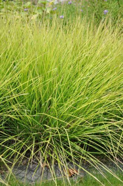 Sterke borderplanten