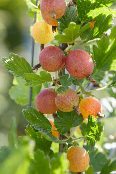 Fruitplanten