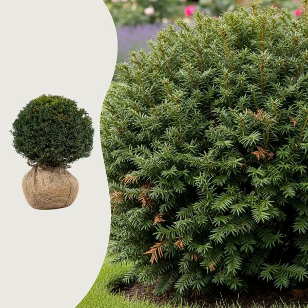Taxus baccata bol