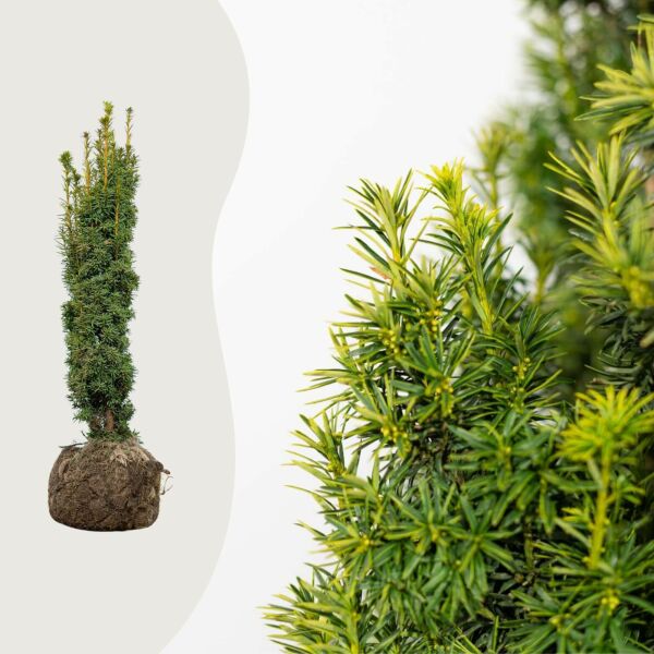 Taxus ‘Fastigiata Aurea’