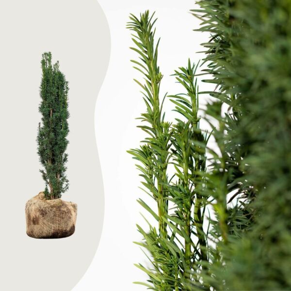 Taxus 'Fastigiata Robusta'