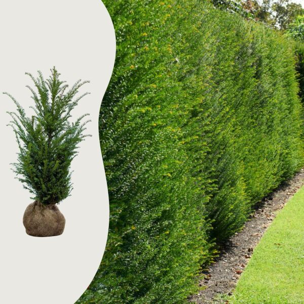 Taxus