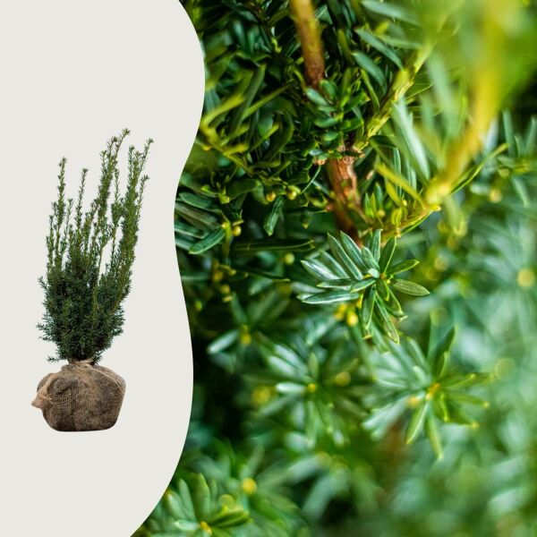 Taxus media ‘Hillii’