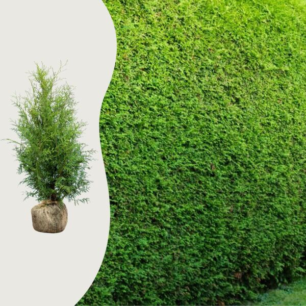 Thuja 'Brabant'