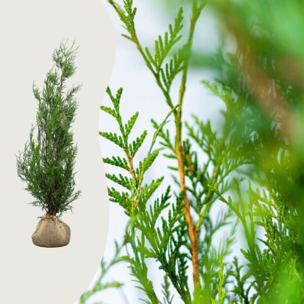 Thuja 'Atrovirens’