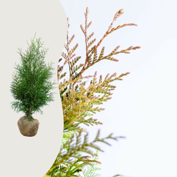 Thuja ‘Excelsa’