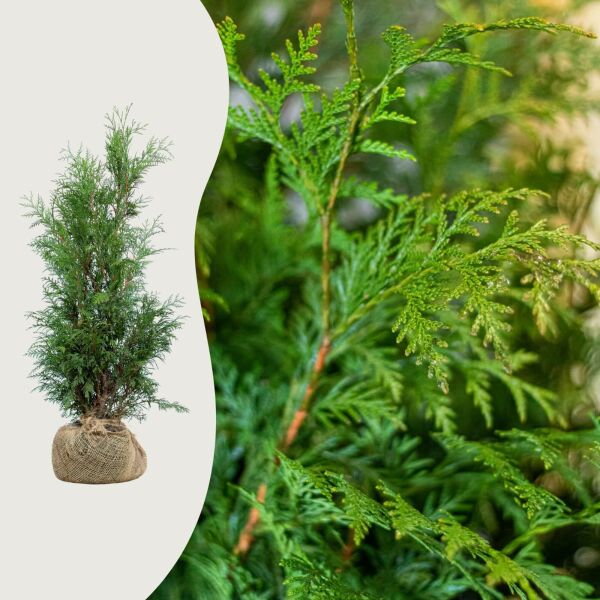 Thuja 'Martin'