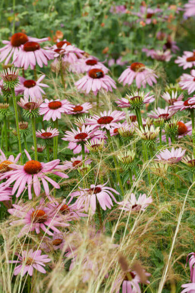 Prairieplanten