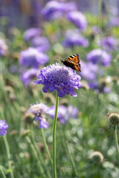 Vlinderplanten