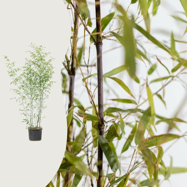 Phyllostachys nigra