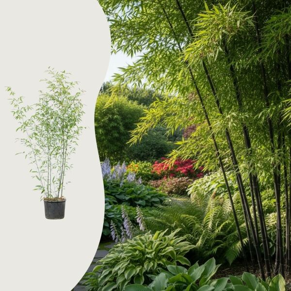 Phyllostachys nigra