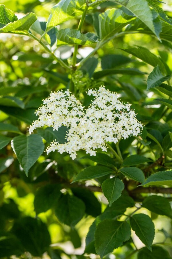 Vlinderstruik