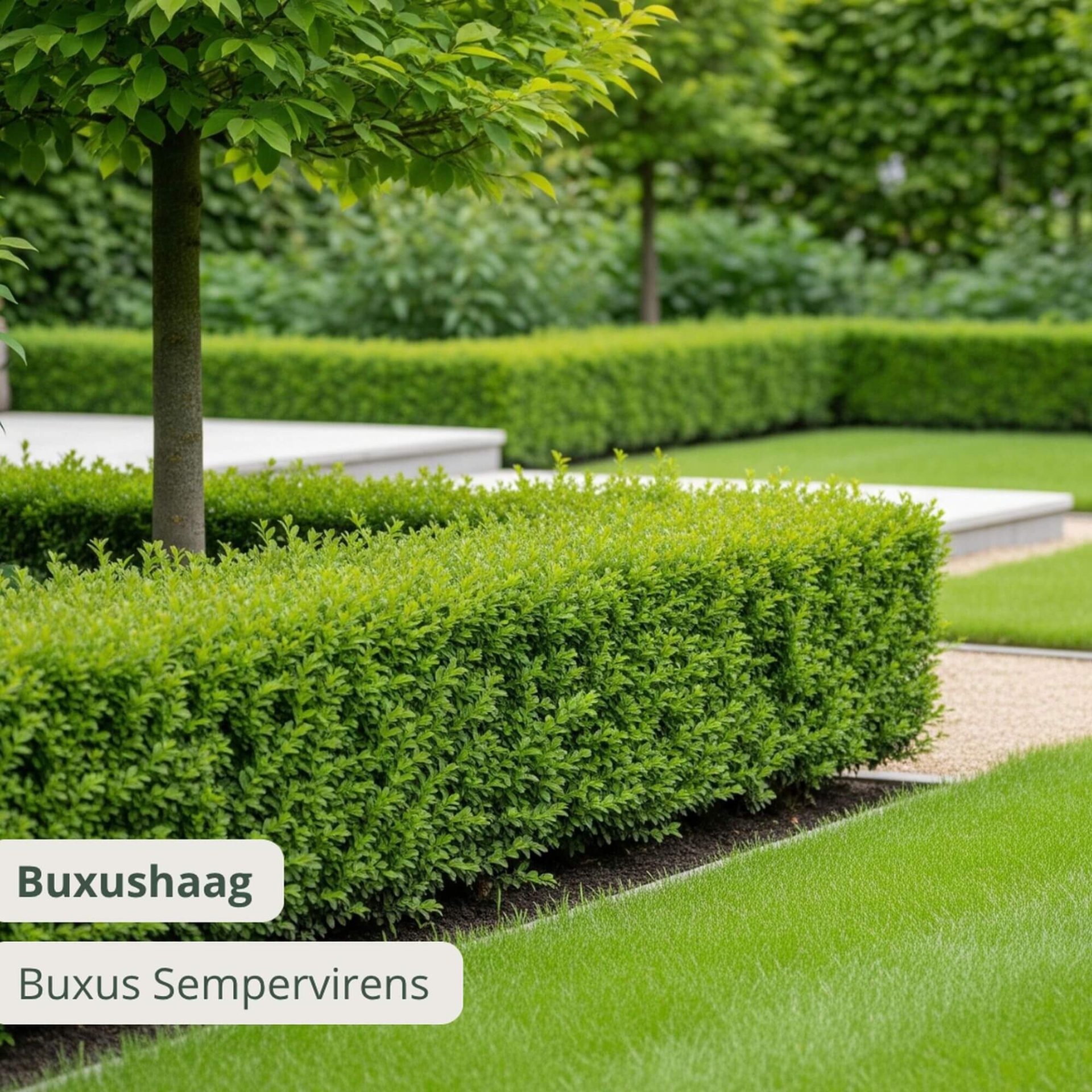 Taxus