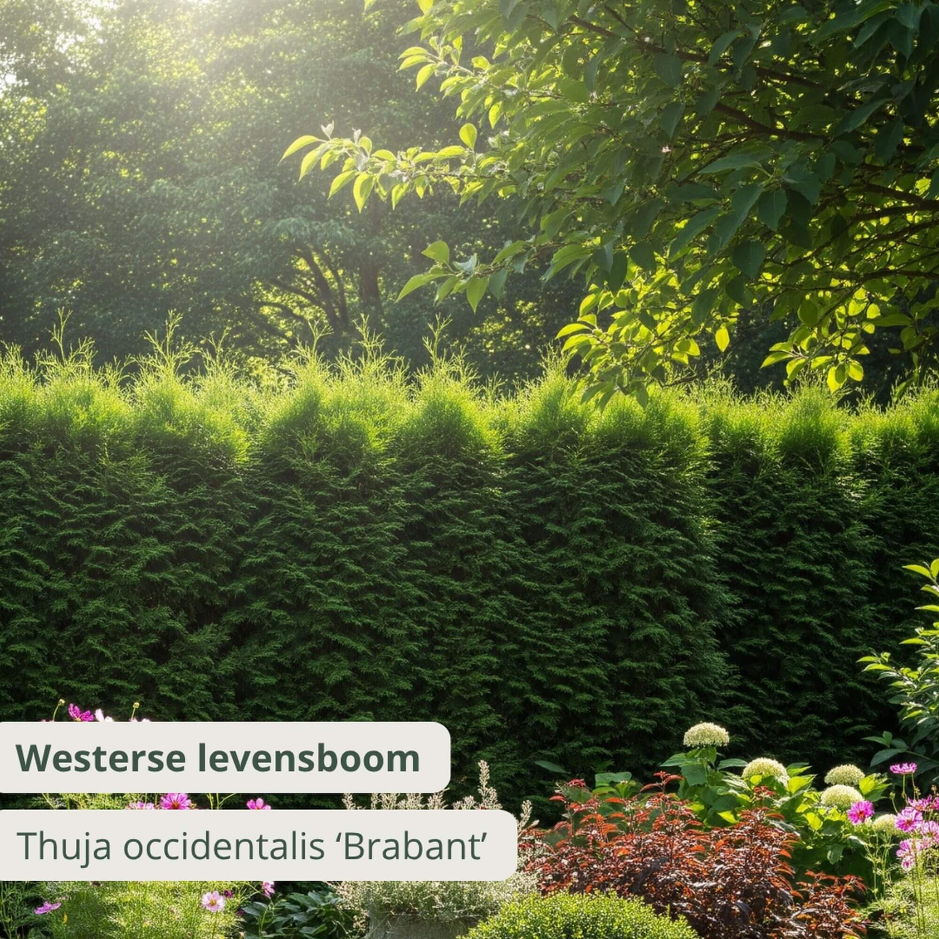 Thuja