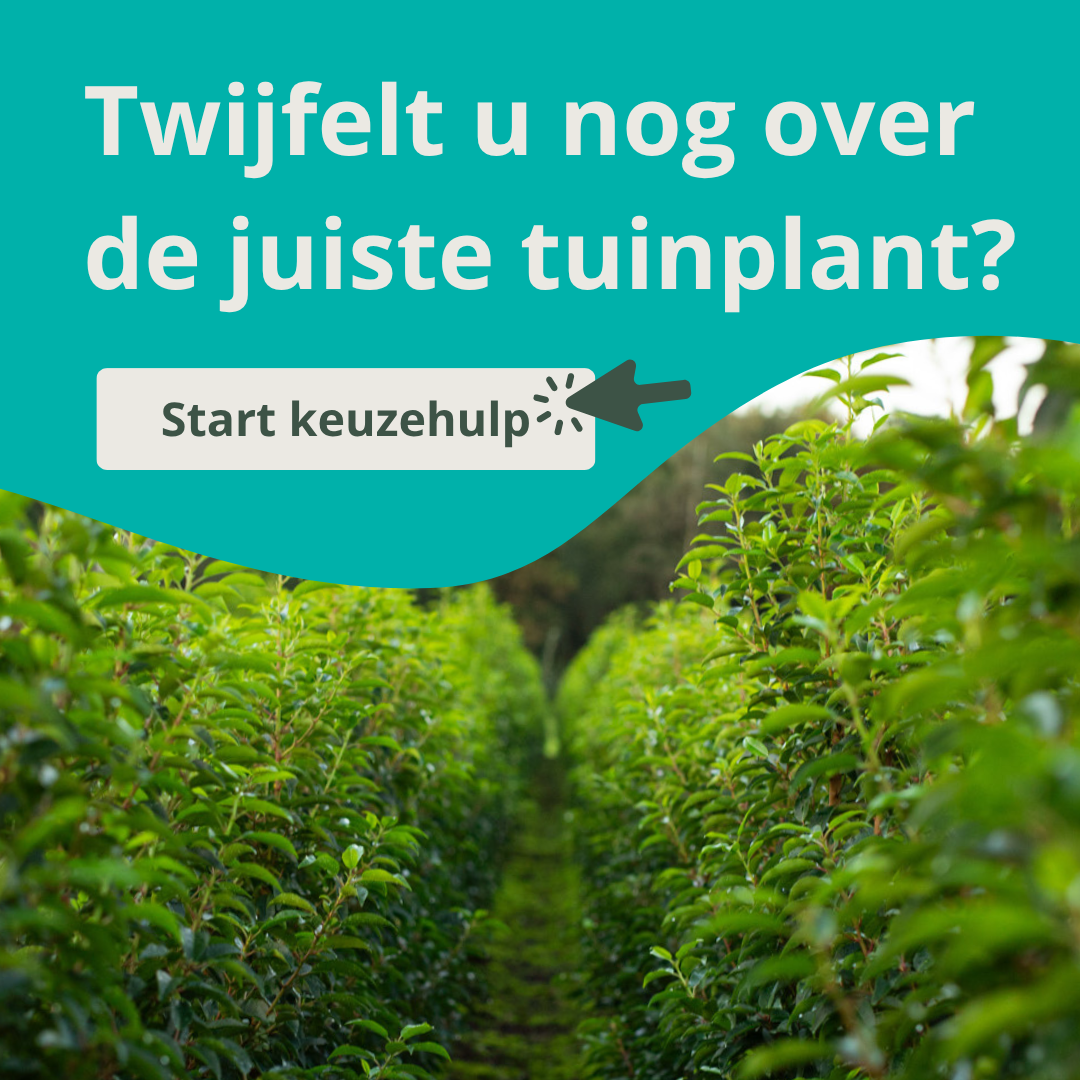 Keuzehulp