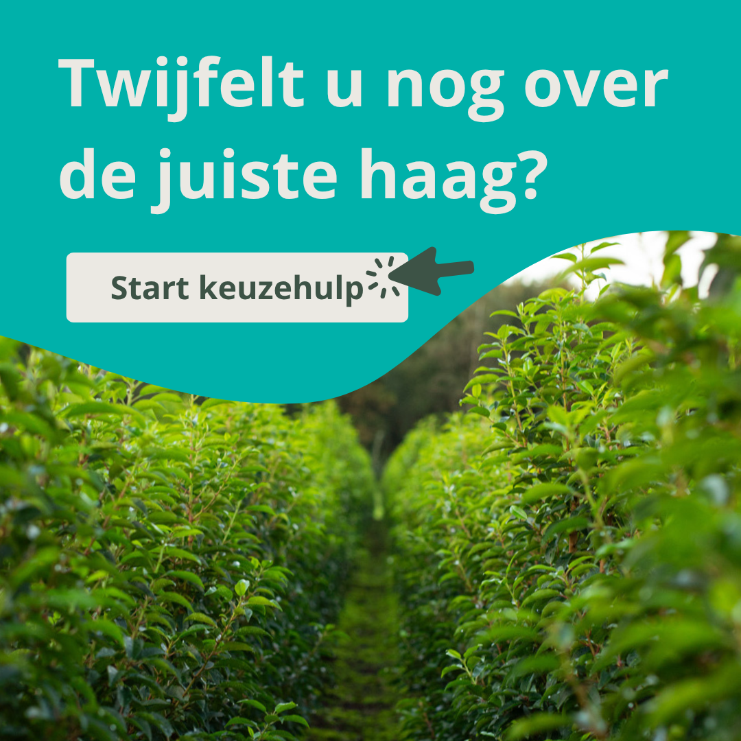 Keuzehulp